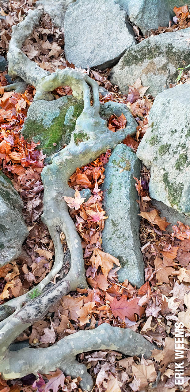 Roots and Rocks on the James River near Richmond Roots and Rocks on the James River near Richmond
